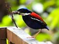 FIELD GUIDES BIRDING TOURS: Borneo