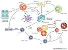 Figure 3 : Cytokines in cancer pathogenesis and cancer therapy ...