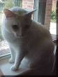 Deafness in Dogs &amp; Cats
