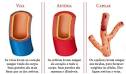 sai pela <b>artéria</b> aorta e o