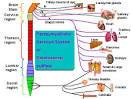 Parasympathetic Division