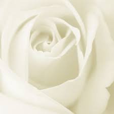 http://t3.gstatic.com/images?q=tbn:ANd9GcRszR0Bwvgzu-p2ZeFZ294Rzw_VQAhzpfuEi3Izmv-ps_ztfkfu0Q