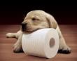 cottonelle-sleeping-puppy2.jpg