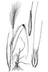 Drawing of <b>Secale cereale</b>