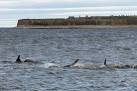 NH7555 : Dolphins and Fort - via Daymix