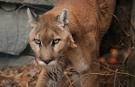 catamount captivity
