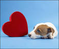 Puppy love blooms on Indian dog dating websites - Indian Express