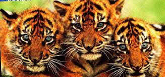 external image images?q=tbn:ANd9GcRtPbIKqTcd1h9VxjthKZ2-dePJgWTmnxFKf79HVgnihIvfxHY-