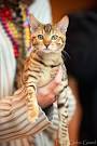  chat du bengal -