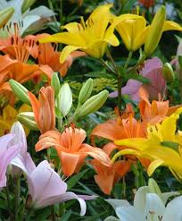 The Asiatic Lily Rainbow Mixture - lily_as_rainbow_mix_extra