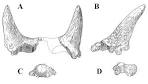 On Ceratops « The Bite Stuff