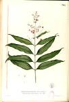 File:<b>Clusiaceae</b> sp