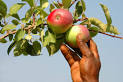 Pick-Your-Own Apple Orchards