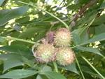 Ohio BUCKEYE