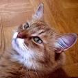 Detect Osteoarthritis in cats