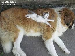 Bildergebnis für ‫سگ واقی وکربه واقی‬‎