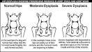Hip Dysplasia Symptoms: Dog and Canine hip dysplasia, arthritis ...