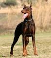 Doberman Pinscher Puppy Information and Training | Doberman ...