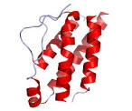 The <b>Interleukin 2</b> (IL-<b>2</b>)