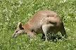 Diprotodontia - Wikipedia, the free encyclopedia