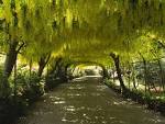 The Linosaurus: Thea Gütmann-Voigt: <b>Laburnum</b>