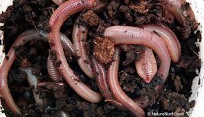 Why Do Earthworms Come Out In The Rain