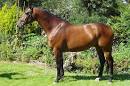 Dutch Warmblood Horse