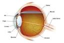 Steven Harris Opticians