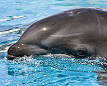 Dolphin - Wikipedia, the free encyclopedia