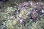 Celebrating Wildflowers - Why are lichens important?