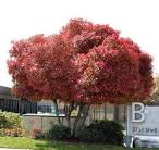 <b>Photinia</b> Tree