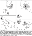 Revista Brasileira de Zoologia - A radio tracking study of home ...