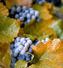 File:ConcordGrapes.jpg - Wikipedia, the free encyclopedia