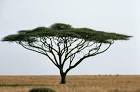 Umbrella thorn acacia or - via Daymix