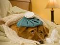 How Do I Know My Pet is Sick  Animal Coalition of Delaware County