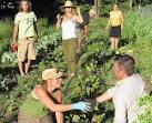 Looking for love? Idaho farm hosts 'weed dating' for singles - NY