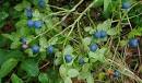 Quezi » Is a bilberry different from a blueberry, or a ...
