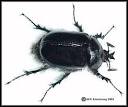 Beetles