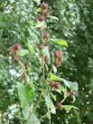 It has been found to contain antibiotic substances which aid resistance to - via Daymix