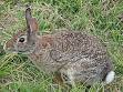 250px-Wild_rabbit_us.jpg