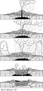 Volcanic Landforms, Volcanoes and Plate Tectonics