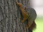 squirrel on tree (squirrel on - via Daymix