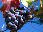 File:Grenache noir grapes.jpg - Wikipedia, the free encyclopedia