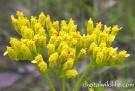 <b>Flaveria</b> Linearis