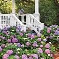 Change Your Hydrangea Color - Southern Living