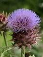 Cynara cardunculus Cardoon PFAF Plant Database