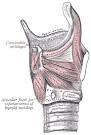 Larynx Anatomy