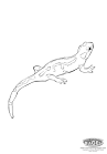 Salamander coloring page