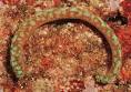 The APLACOPHORA HOMEPAGE