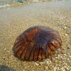 刺胞動物門(Cnidaria) 鉢 - via Daymix